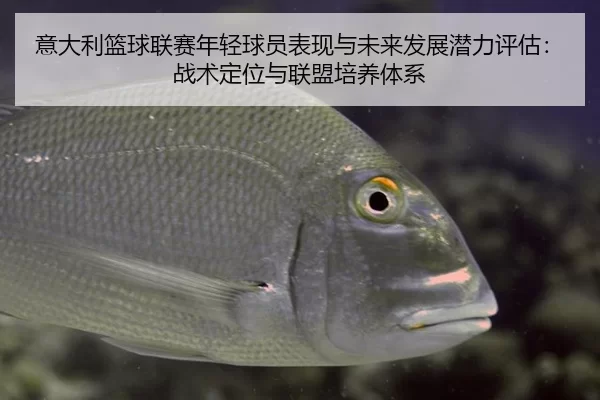 意大利篮球联赛年轻球员表现与未来发展潜力评估：战术定位与联盟培养体系